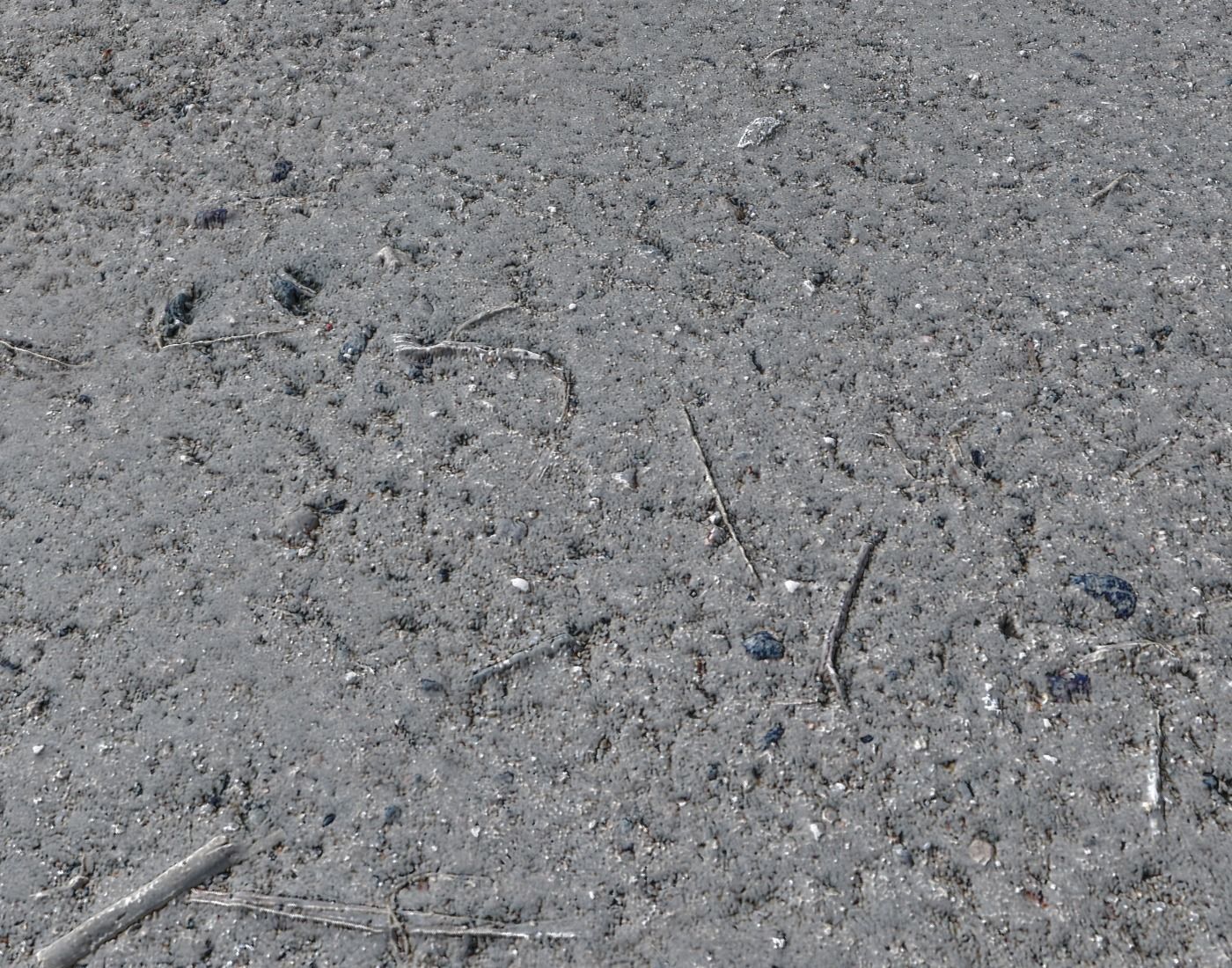 Forest dirt Pack 8 Texture_9