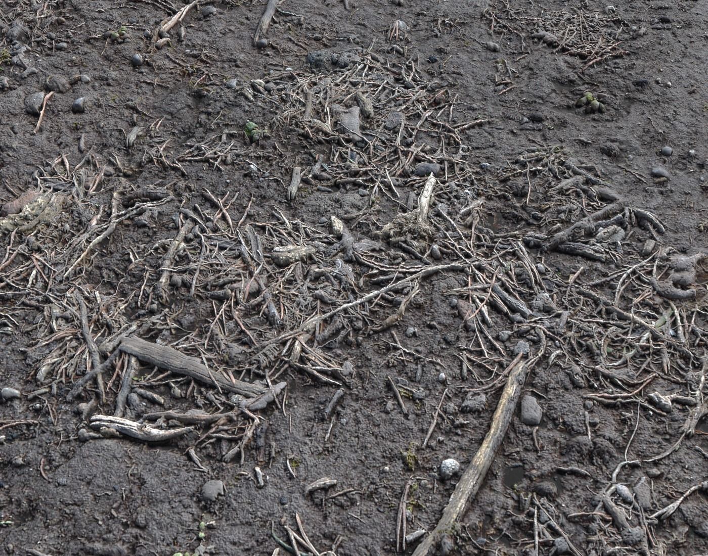 Forest dirt Pack 8 Texture_10