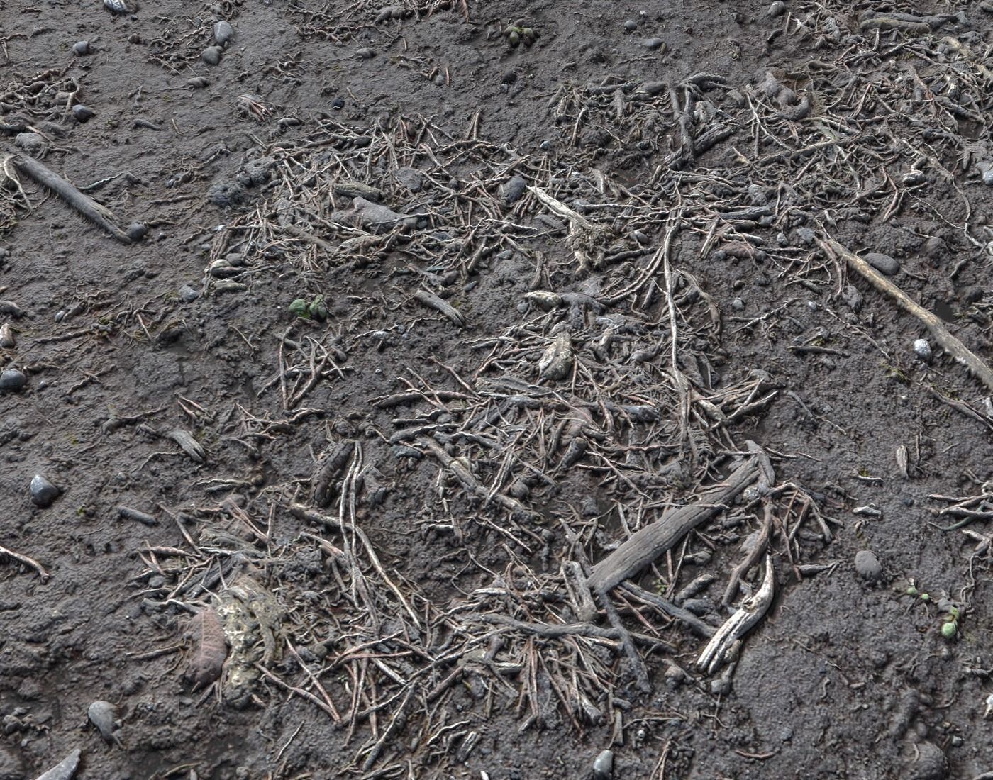 Forest dirt Pack 8 Texture_13