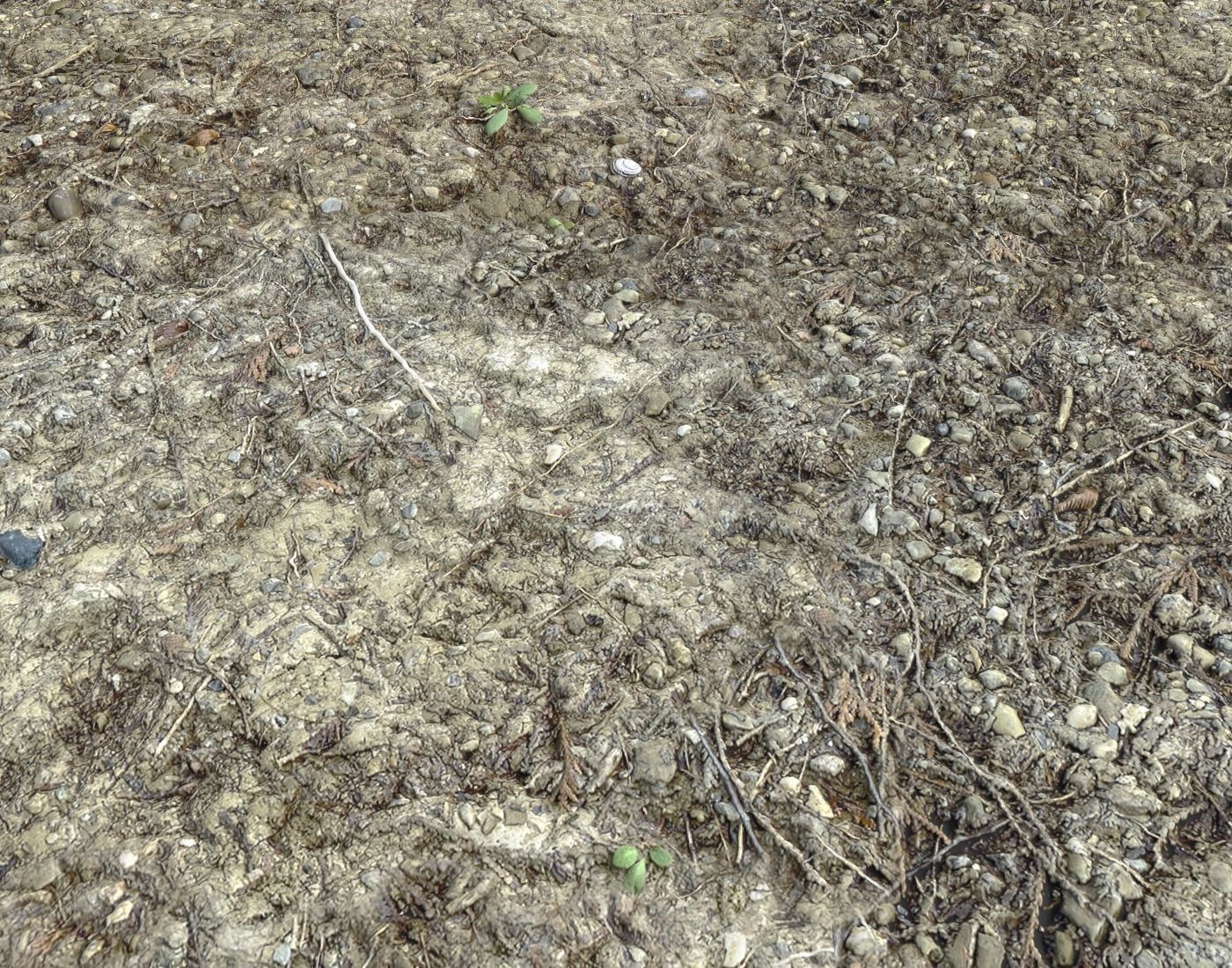 Forest dirt Pack 8 Texture_18