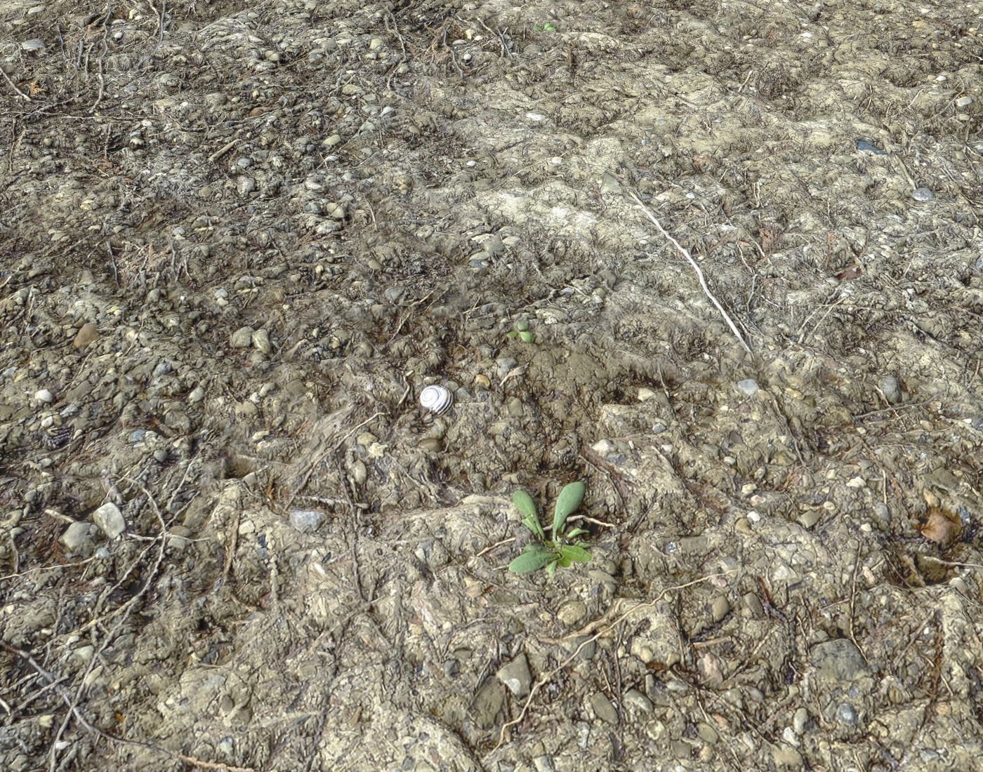 Forest dirt Pack 8 Texture_20