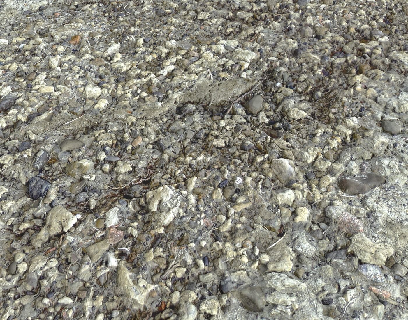 Forest dirt Pack 8 Texture_14