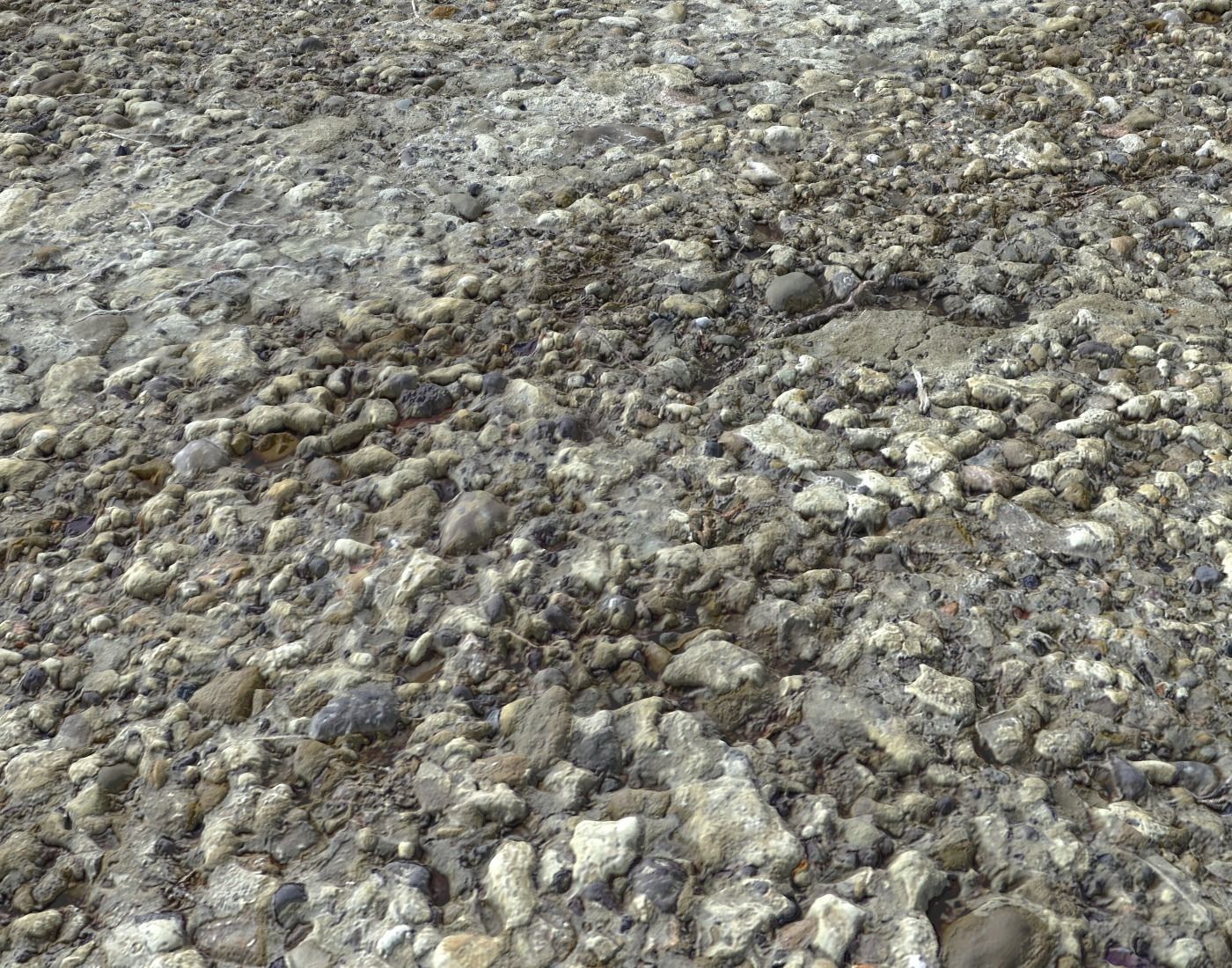 Forest dirt Pack 8 Texture_16