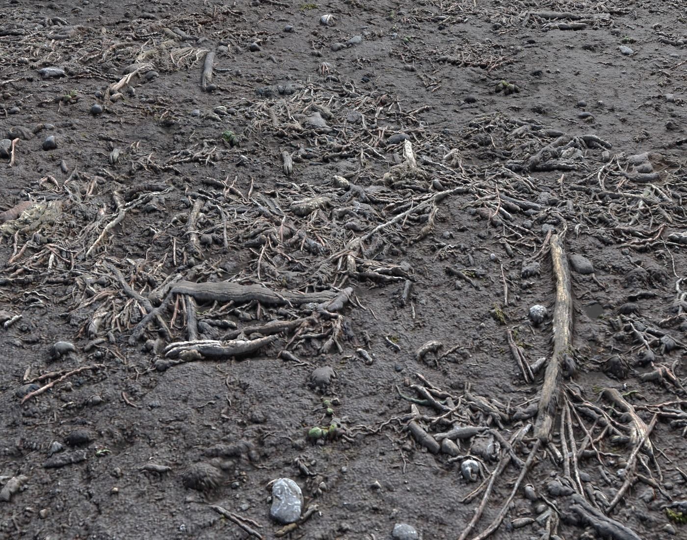 Forest dirt Pack 8 Texture_12