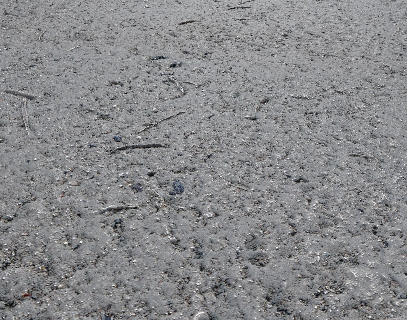 Forest dirt Pack 8 Texture_8