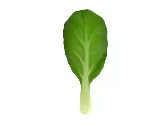 Chinese Kale Low-poly 3D model