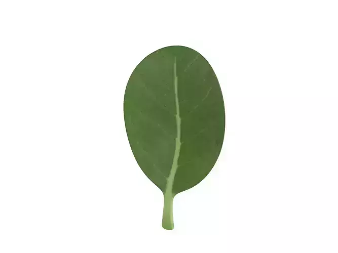 Spinach swiss chard leaf Low-poly 3D model