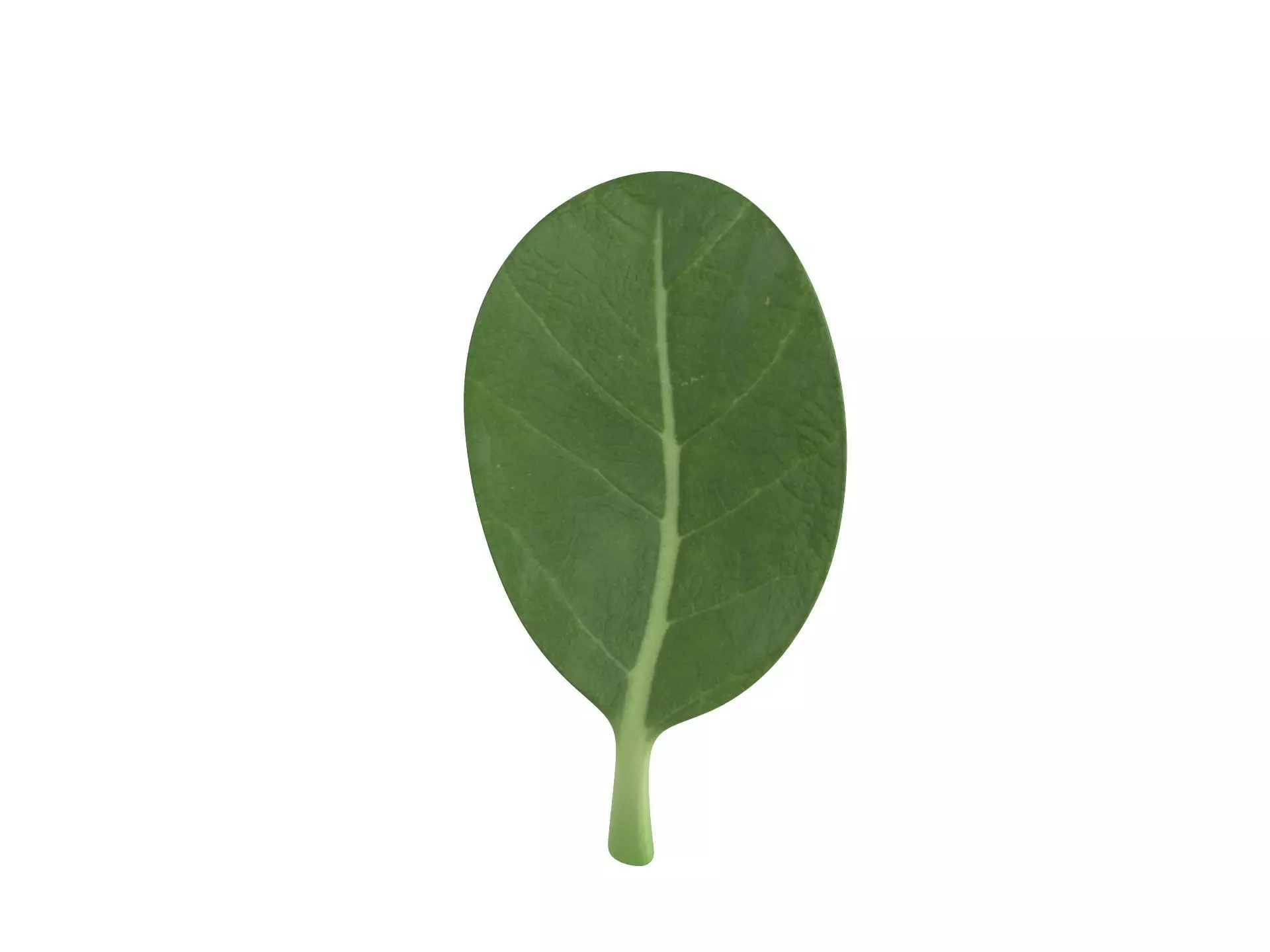 Spinach swiss chard leaf Low-poly 3D model