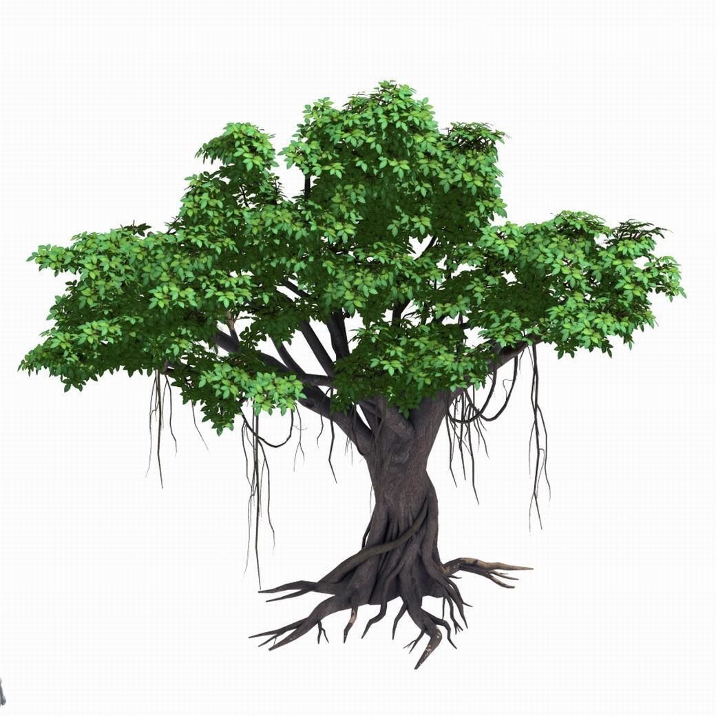 Large Plant - Rongshu 06 3D model_1