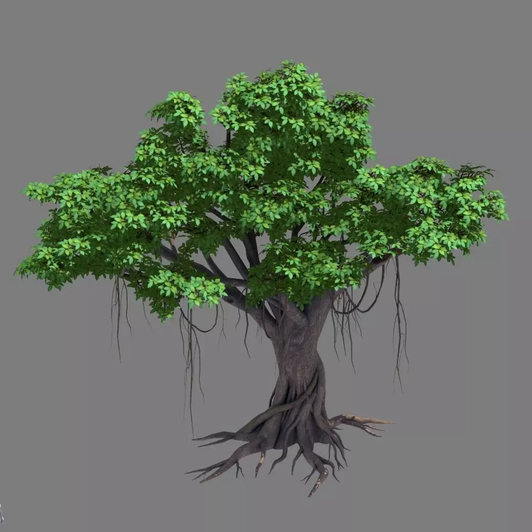 Large Plant - Rongshu 06 3D model_0