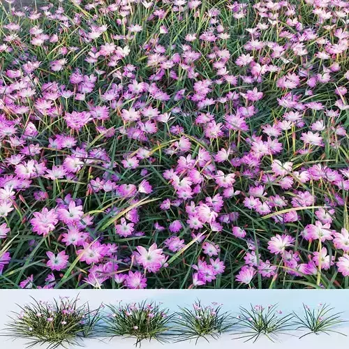 Rain Lily - Zephyranthes carinata Herb - 5 Model