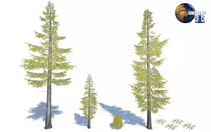 Lowpoly Douglas fir Trees 3D Model