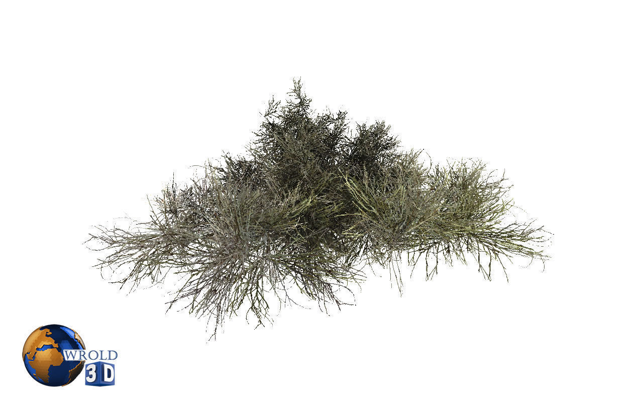 Natural Forest Bush Collection Pack Lowpoly 3D Model Low-poly 3D model_19