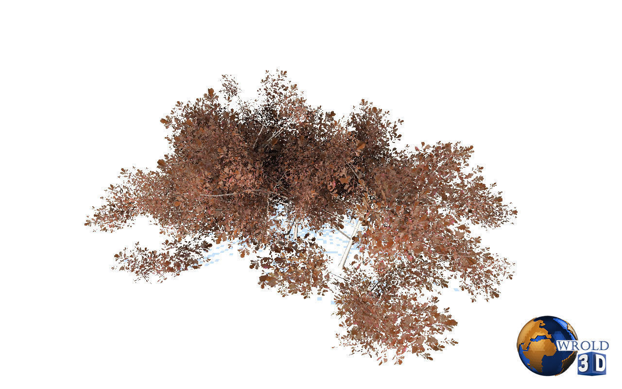 Natural Forest Bush Collection Pack Lowpoly 3D Model Low-poly 3D model_15