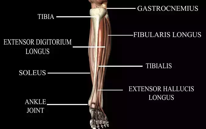 Ankle joint with muscles - Medically accurate 3d Model 3D model