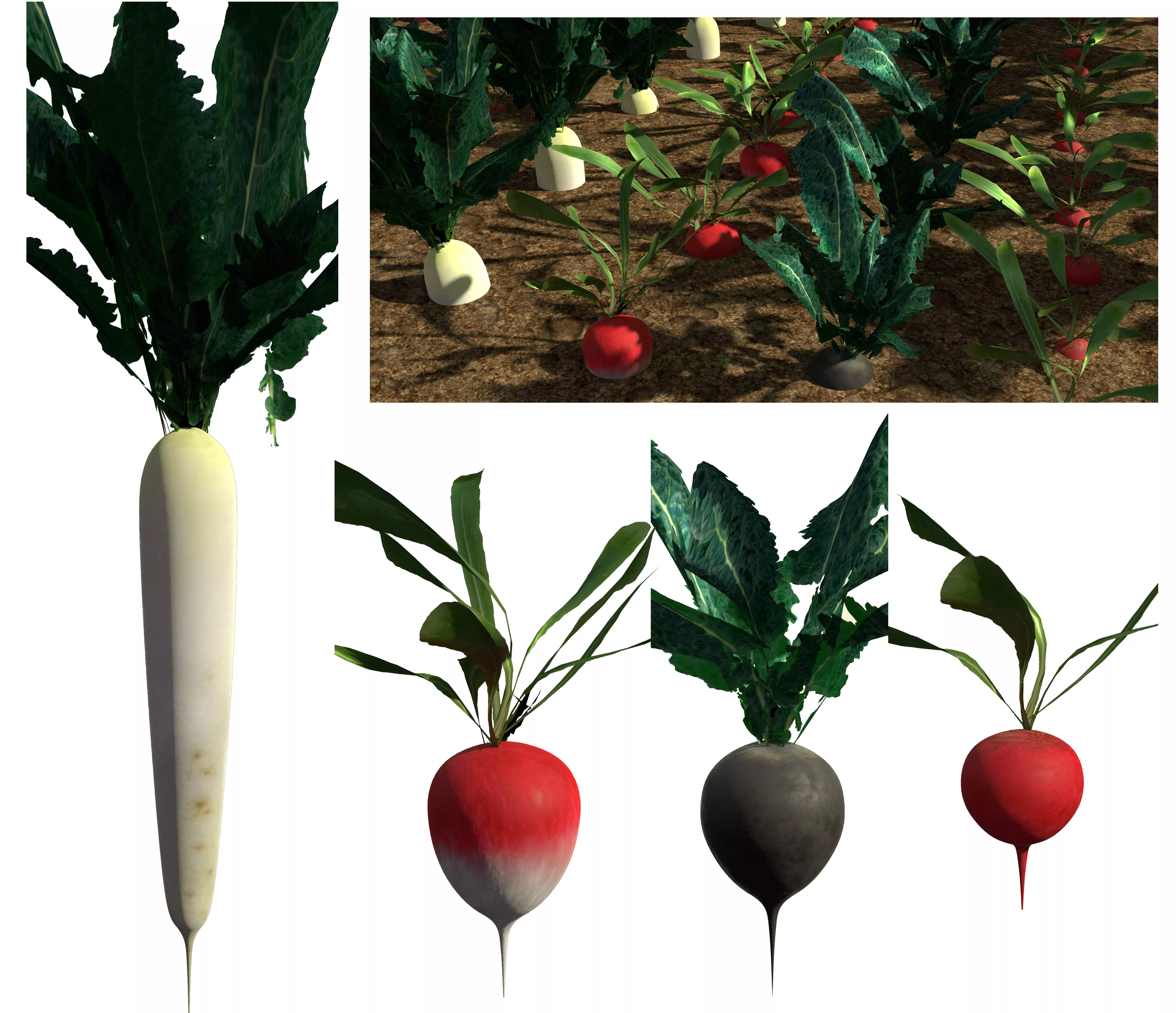 3D radish pack Low-poly 3D model