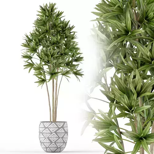 Plants collection 223