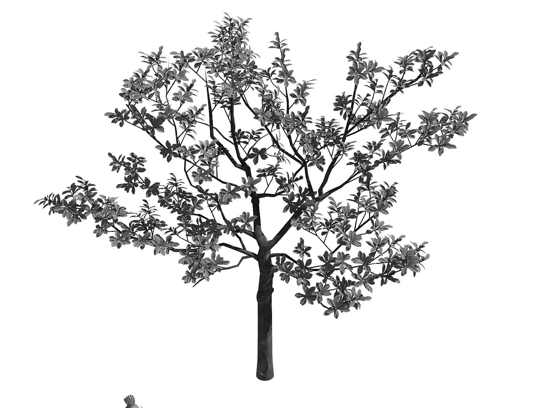 Many leaves - tree 32 3D model_2