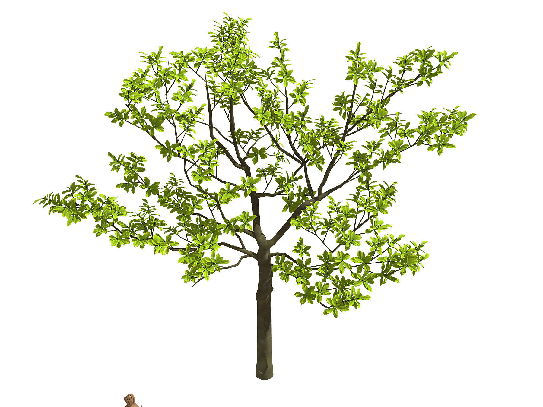 Many leaves - tree 32 3D model_1