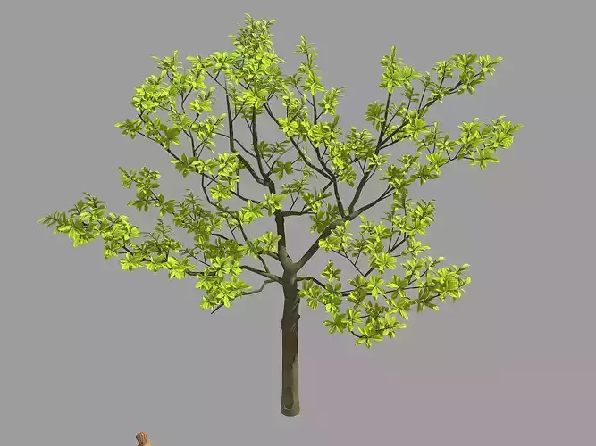 Many leaves - tree 32