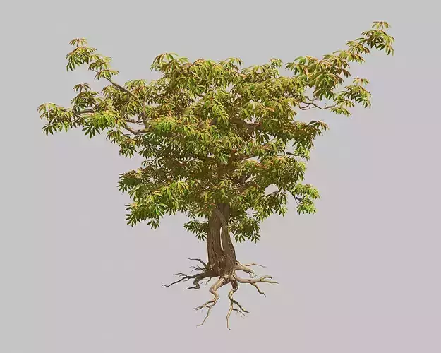 Sharp leaves - Tree 32