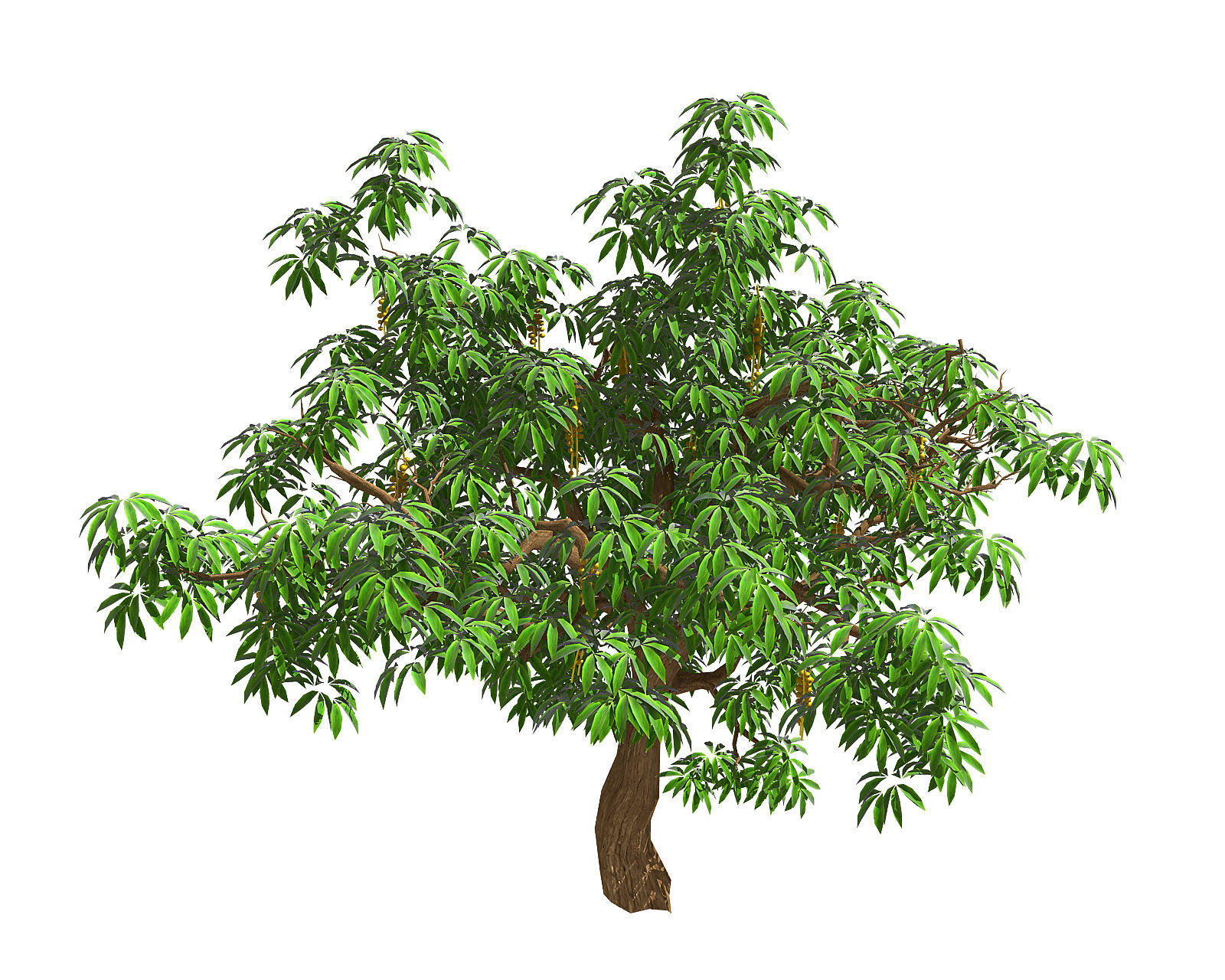 Sharp leaves - Tree 33 3D model_1