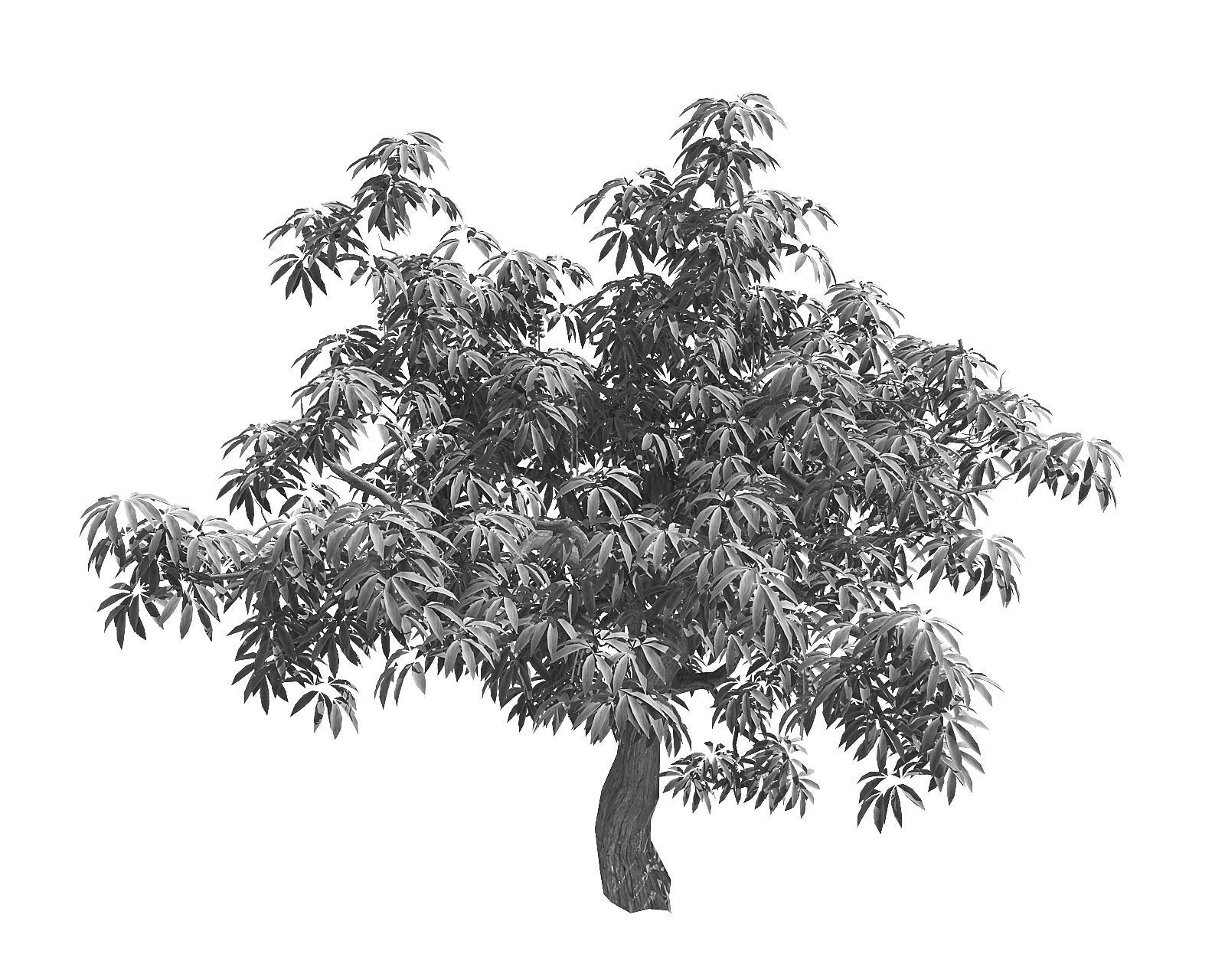 Sharp leaves - Tree 33 3D model_2