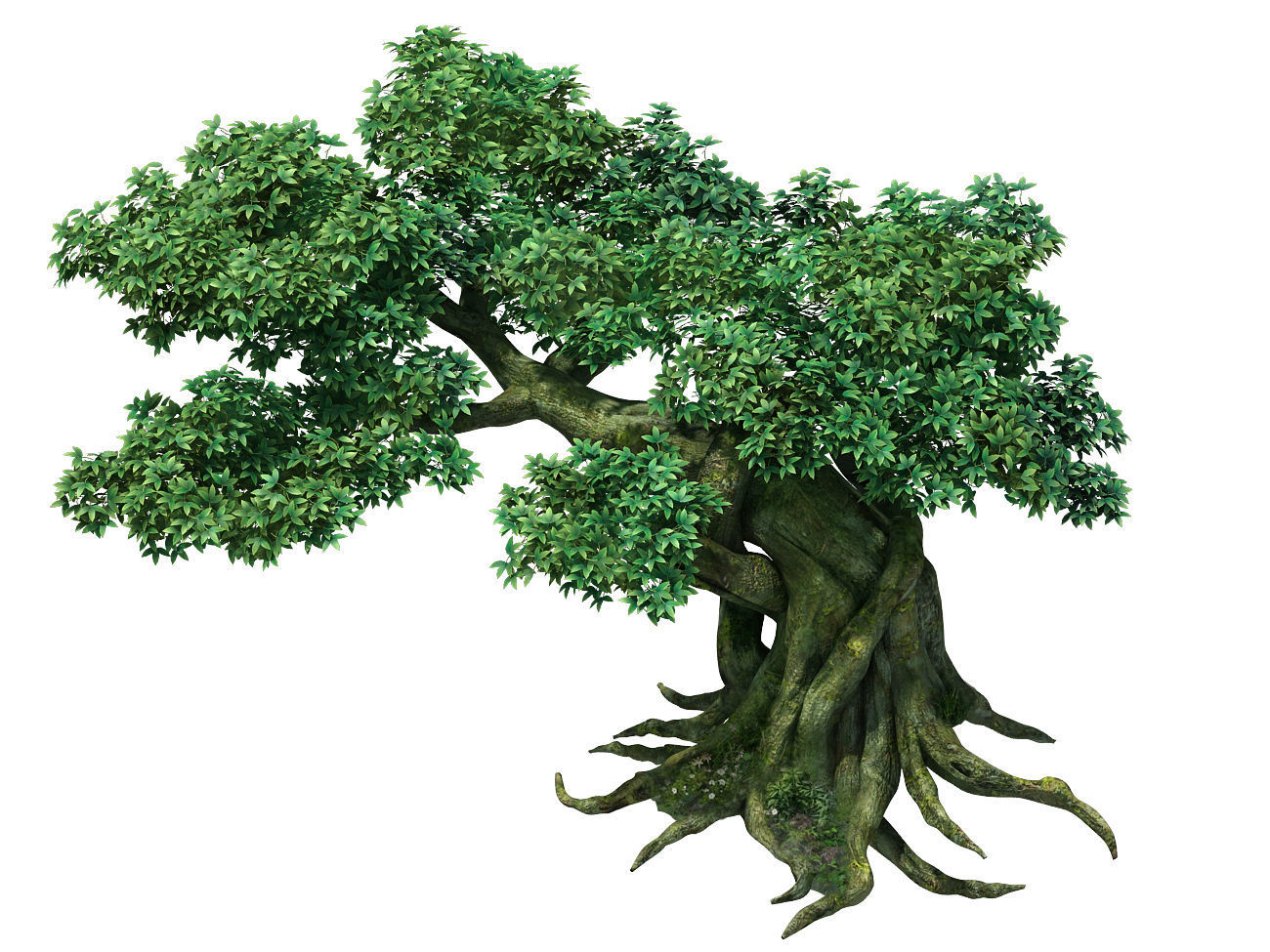 Kazlog shallow bay - tree 04 3D model_1