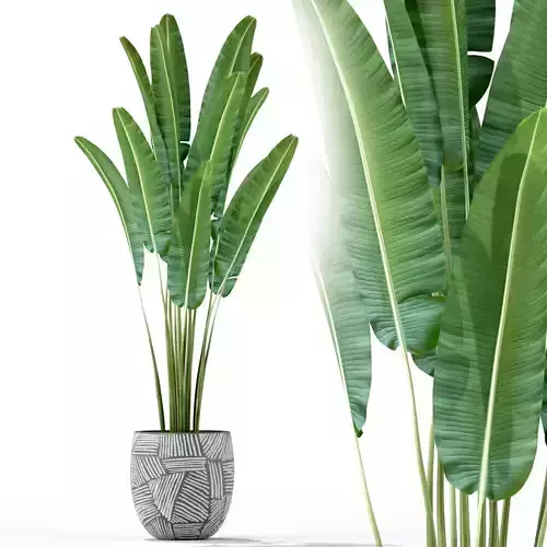 Plants collection 225