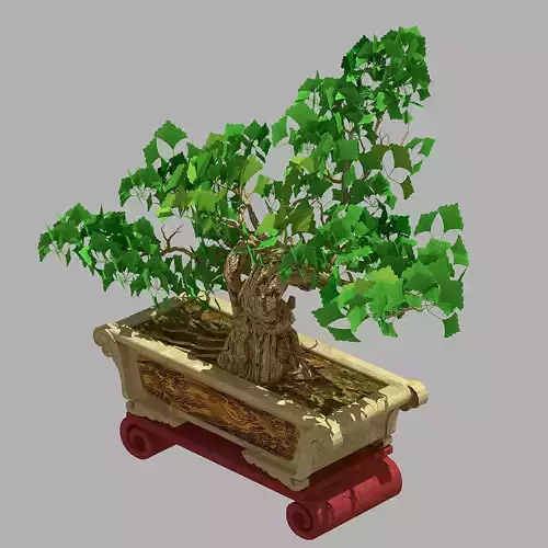 Potted plants - Ginkgo 65
