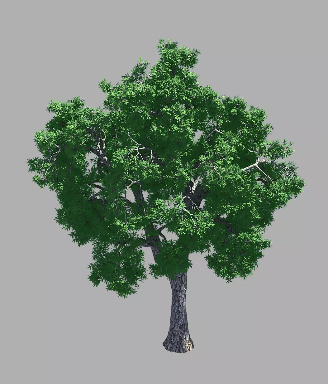 Forest - Ash Tree 54 3D model_0
