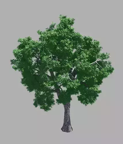 Forest - Ash Tree 54