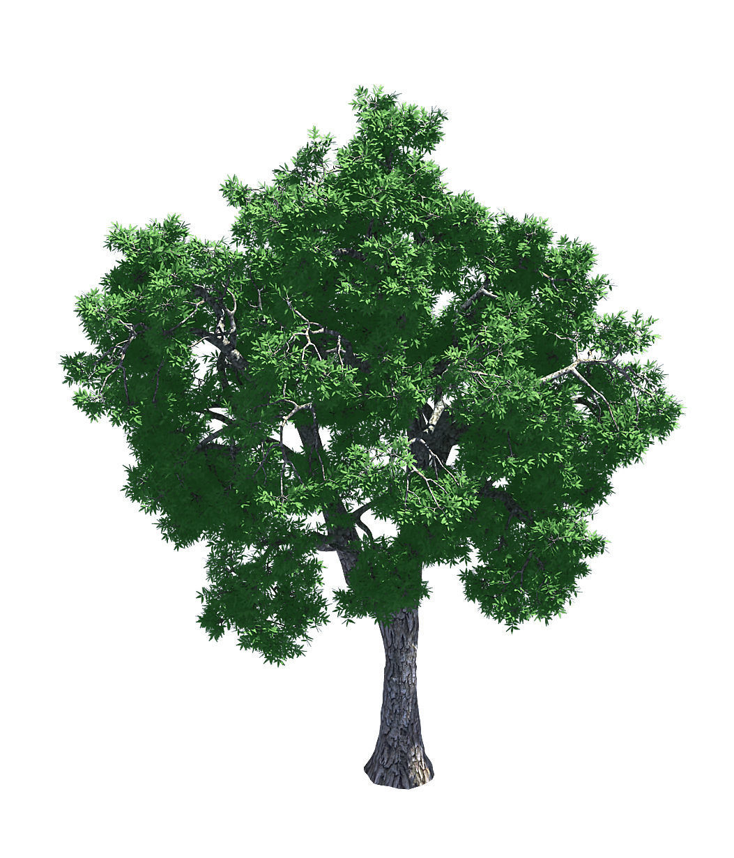 Forest - Ash Tree 54 3D model_2