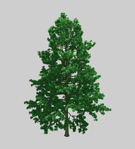Forest - White Pine 78 3D model