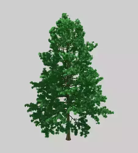 Forest - White Pine 78 3D model