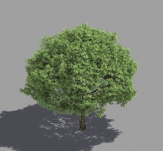 Forest - Brittle Willow 43 3D model