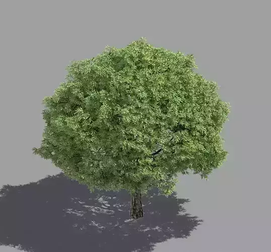 Forest - Brittle Willow 43