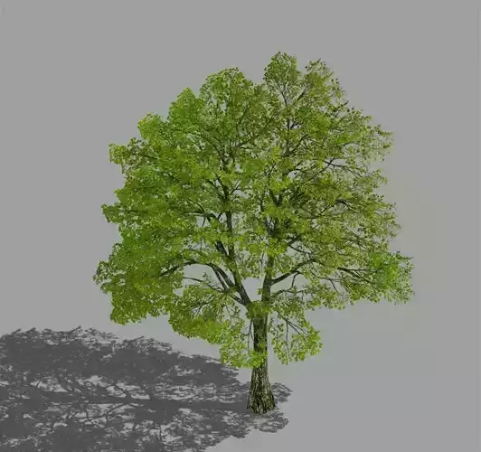 Forest - Eucalyptus 98