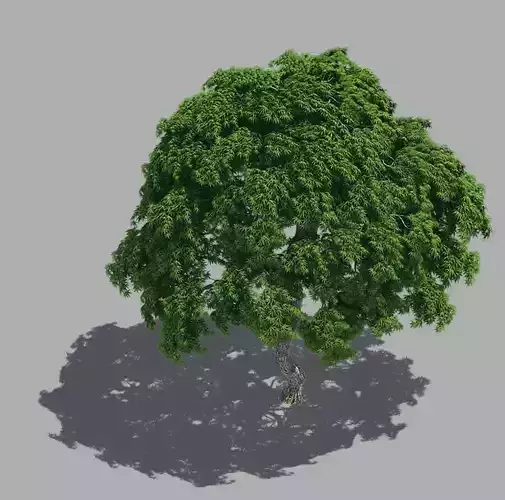 Forest - Goose Maple 23