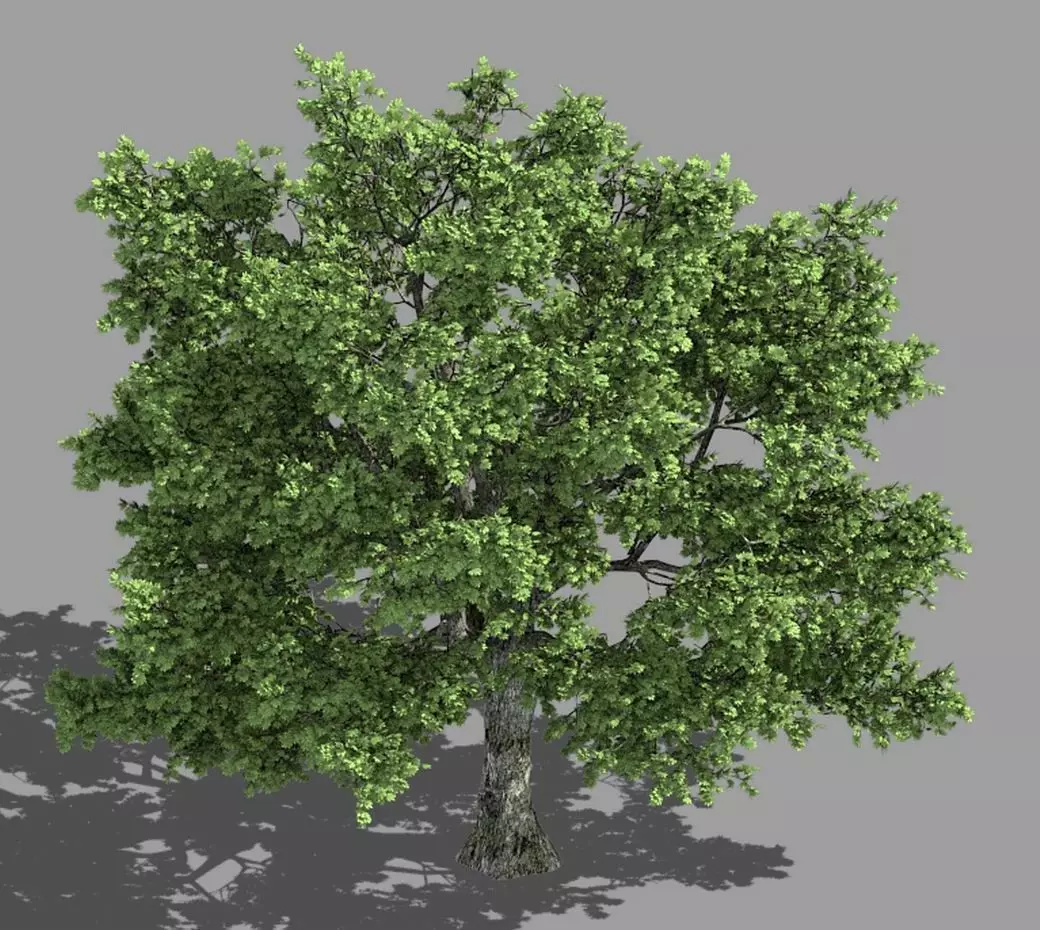 Forest - Tall Eucalyptus 32 3D model