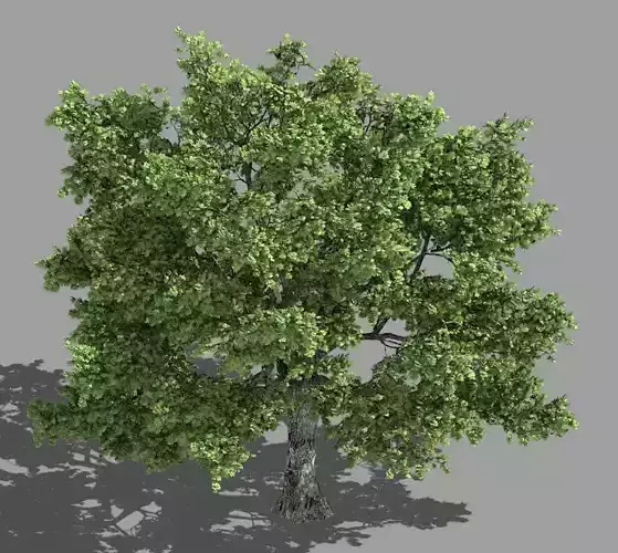 Forest - Tall Eucalyptus 32