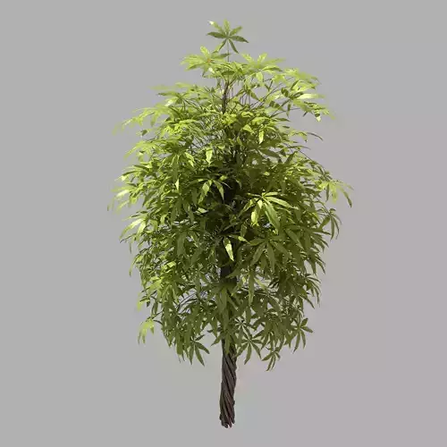 Forest - Sightseeing Trees 06