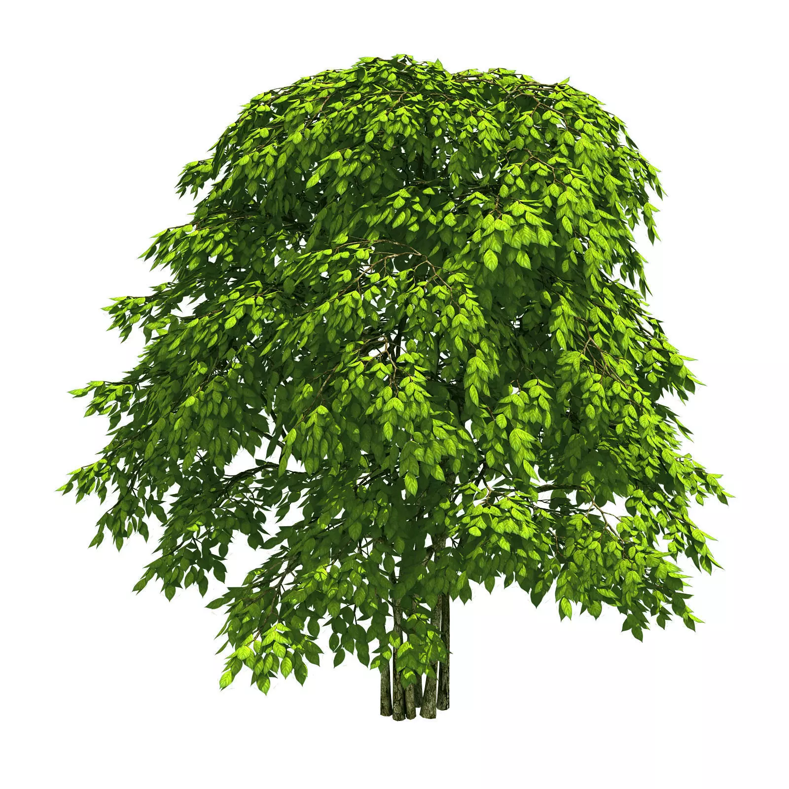 Forest - Red Bean 19 3D model_0