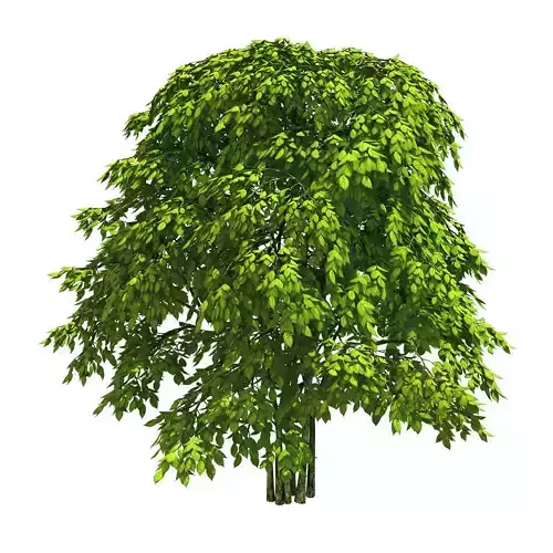 Forest - Red Bean 19