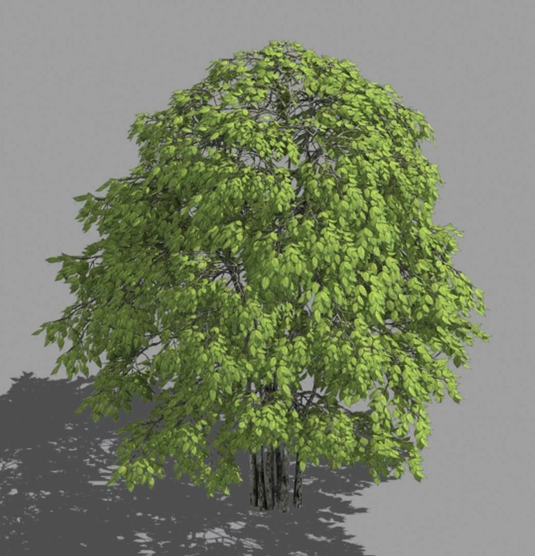 Forest - Red Bean 19 3D model_3