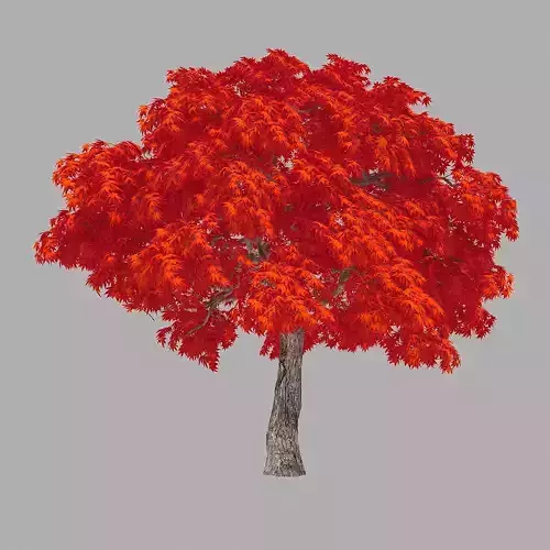 Forest - Red Maple 37