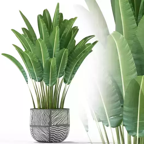 Plants collection 226