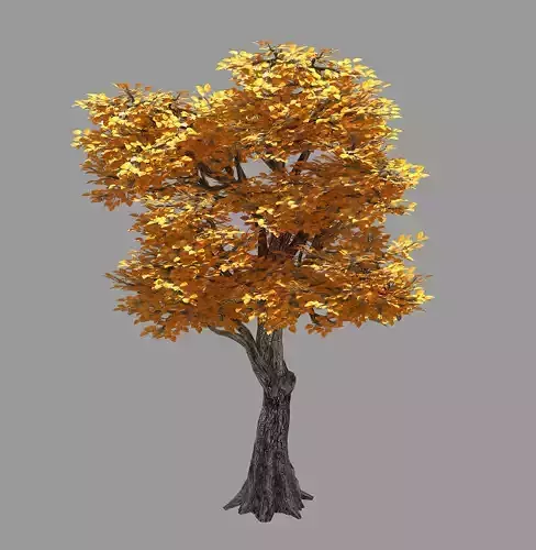 Forest - Populus 003