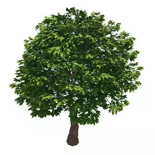 Forest - Cassia Tree 38