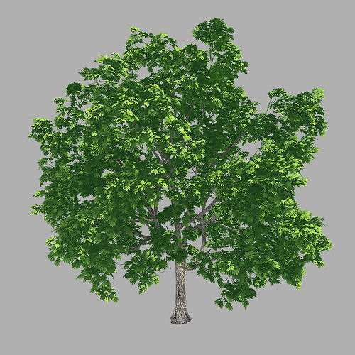 Forest - Lime Tree 34 3D model